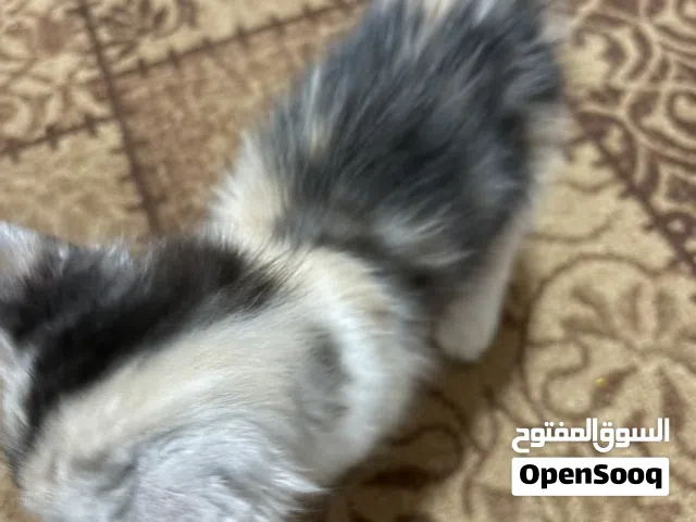 قطه  جميله للبيع