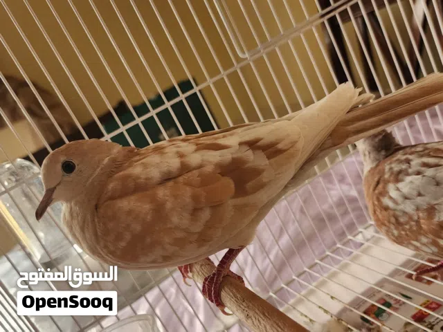 قمري زوج للبيع جدة