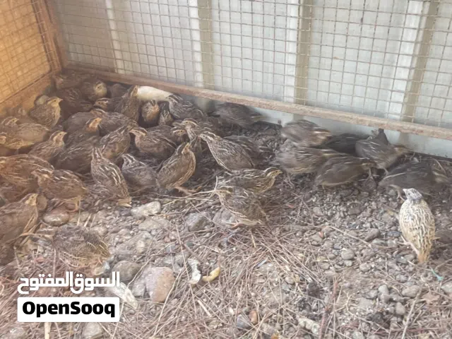 للبيع طيور السمان