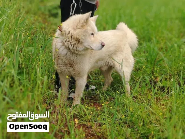 كلب سموايت ذكر للبيع بسعر مغري جدا