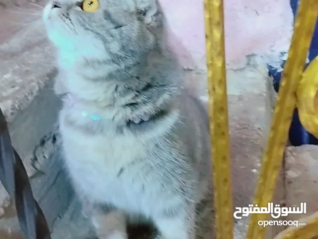 قطة سكوتش مع دفتر لقاح كاملة نضيفة مابيهة اي امراض سعر 50وبيها مجال