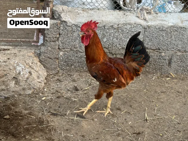 ديكة للبيع