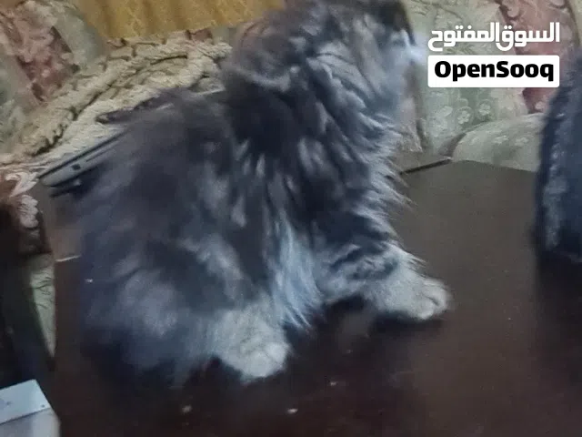 قطط سكوتش العمر 3 اشهر kittens scottish fold and straight for sell