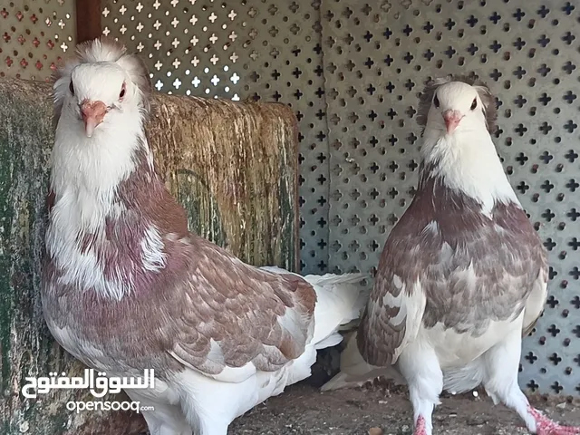حمام للبيع