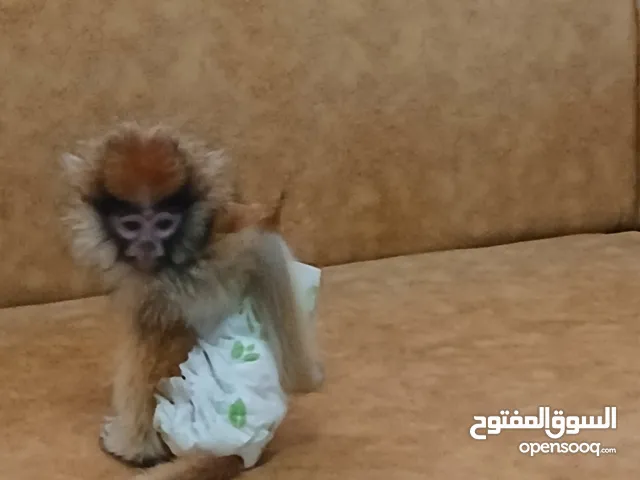 قرد نسناس للبيع عمر شهرين ونص قرد إنتاج ليبيا انتى