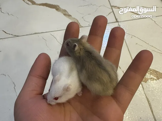 هامستر روسي العمر شهر واكو 3اشهر هم