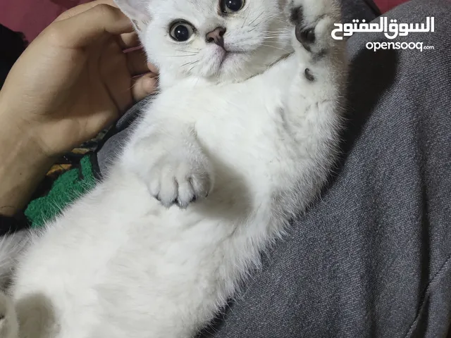 سكوتش عمره 3 اشهر