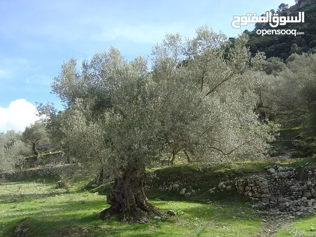 Mixed Use Land for Sale in Jenin Kafr Ra'i
