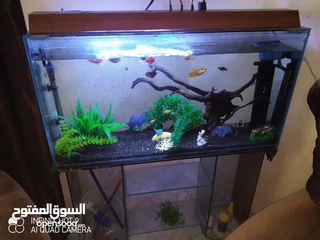 حوض وسمك للبيع بسعر مغري اقرا الوصف
