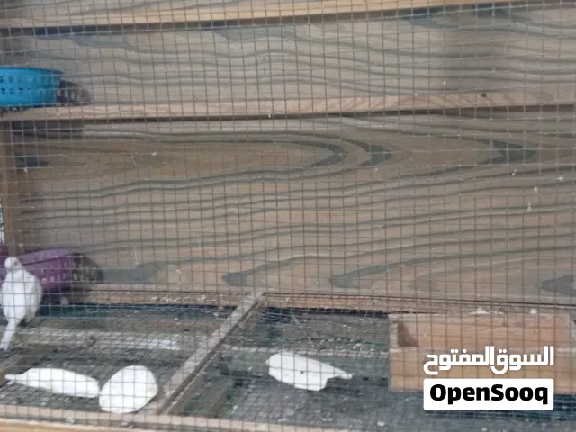 حمام ملكي للبيع