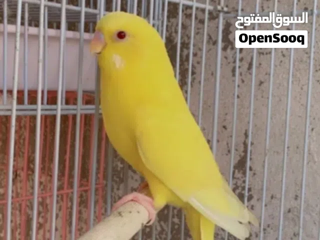 طير بادجي متكلم هدد داخلي وخارجي تواصل واتس اب فقط