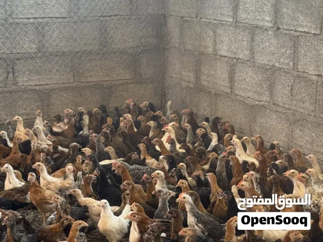 دواجن عمانية 700 بيسه