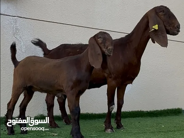 ماعز شامي و قبرصي