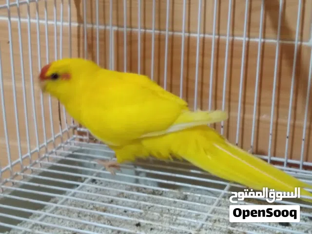 السلام عليكم ورحمة الله وبركاته