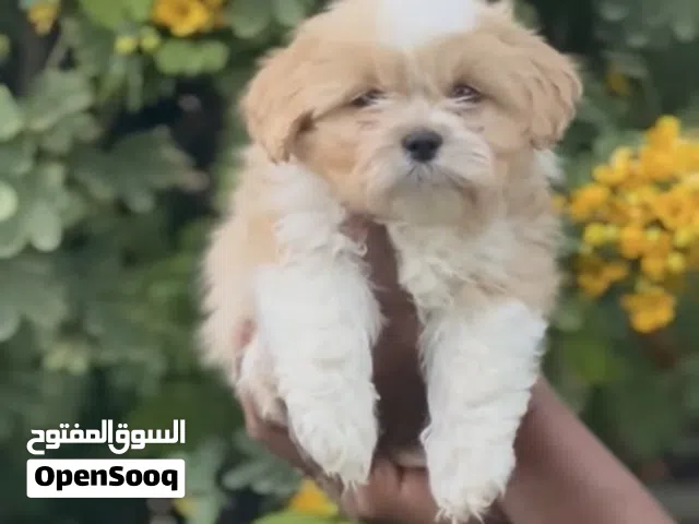 سلام عليكم عندي كلب نوعه هافانيز بي مجال نضيف عمره شهر نص عنوان بغداد موجود هذا رقمي