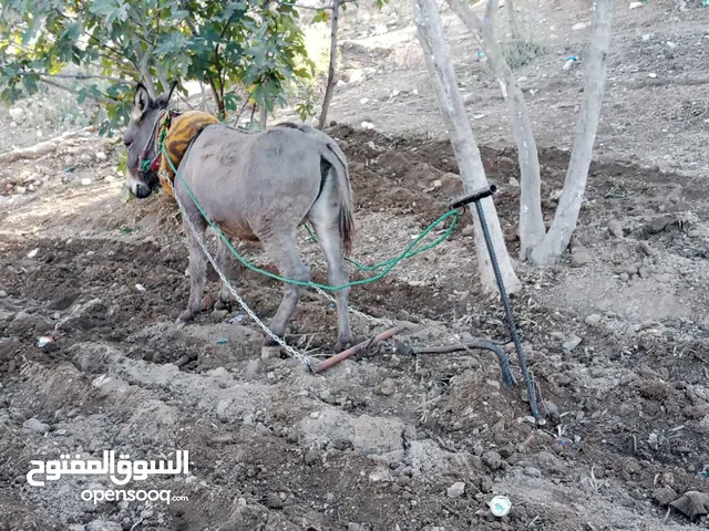 حمار طواشه للبيع