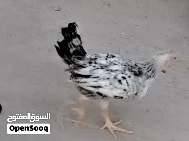 دجاج فروج عربي وكويتي اقرا الوصف