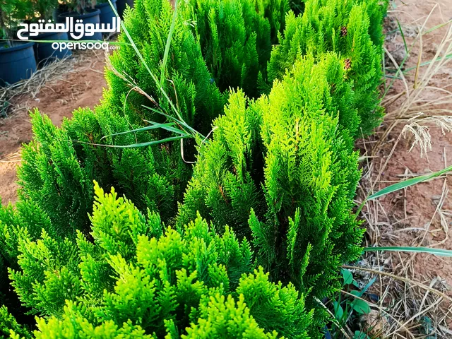 مشتل الياسمين سوريا درعا الطيبة