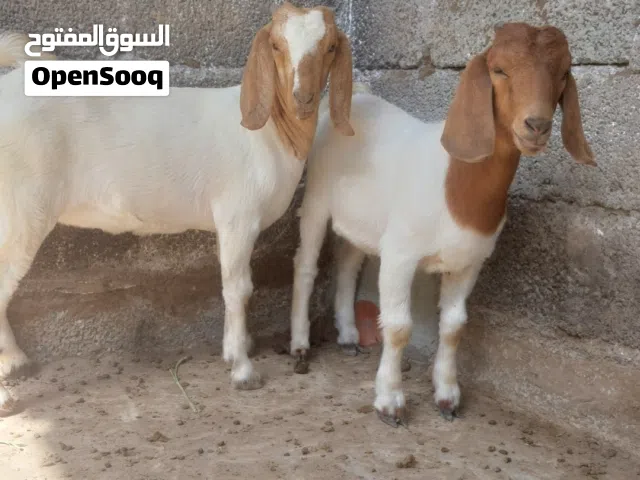تيس  وصخله بورقوت بيور وشي فاخخر للبيع