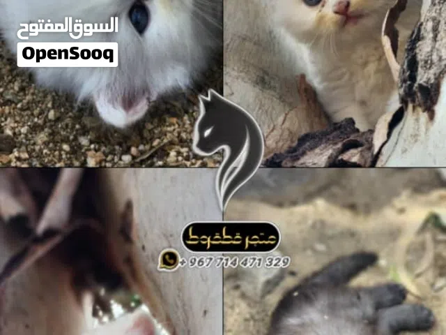 شيرازي الام والاب هملايا اورنج