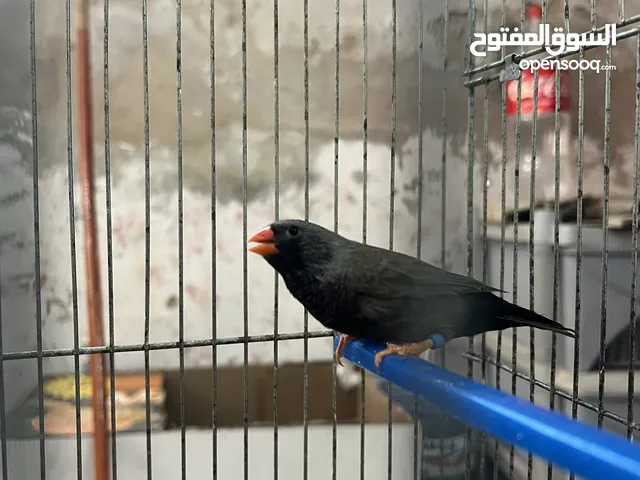فحل بلاك شيك شاركول