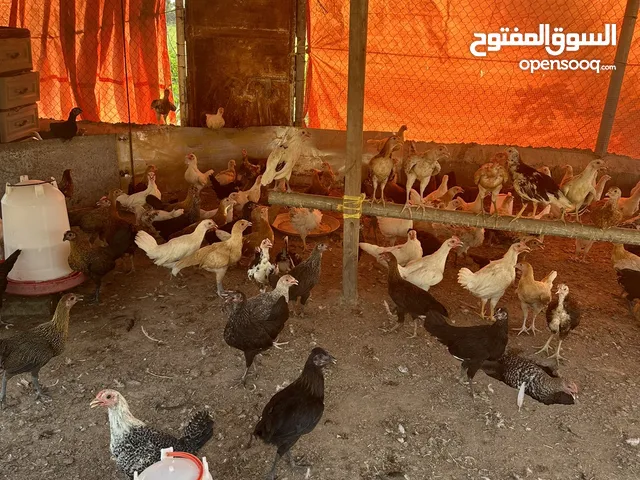 دجاج تهجين عماني فرنسي