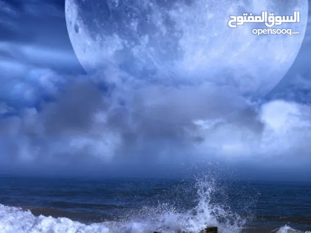 محمد علي