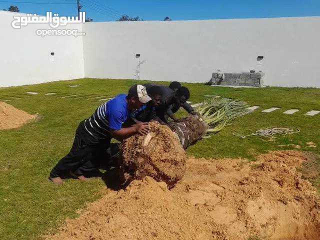 شركة الرضا لخدمات النخيل داخل وخارج مصر