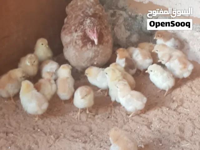 دجاجة زهري تونسي تحتها 20 كتكوت زهري  من 2امهات الصحة تمام والأم حضانة لكل الكتكيت