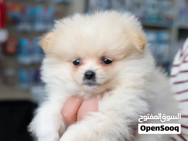 بوميرنيان ...مناسب للمنزل والاطفال الصغار...مع جميع المطاعيم...متوفر جميع مستلزمات الكلاب