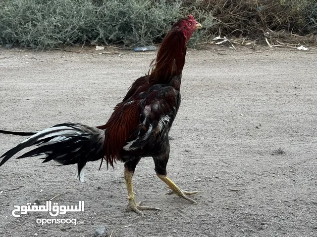 ديج هراتي فحل للبيع السعر 50 نهاية قياسه ناعم