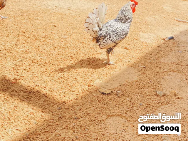 فروج انيق للبيع فضي ومنتج قبل