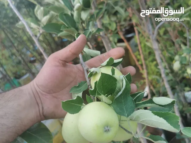 جميع أنواع أشجار الفواكة والحمضيات ( بلدي - مستورد )