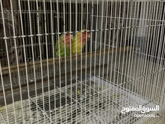 طيور الروز زوج السعر325 مع القفص330