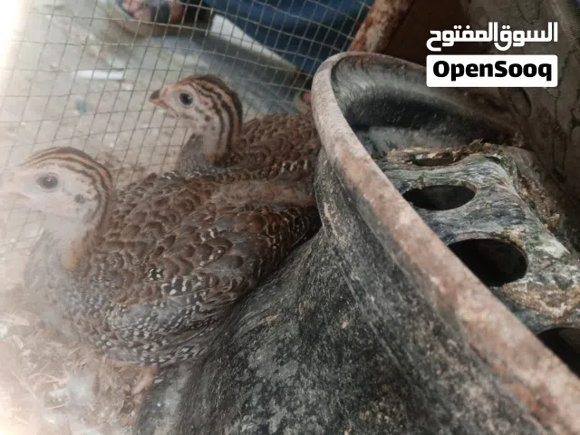 السلام عليكم  فروج قبج زوج للبيع