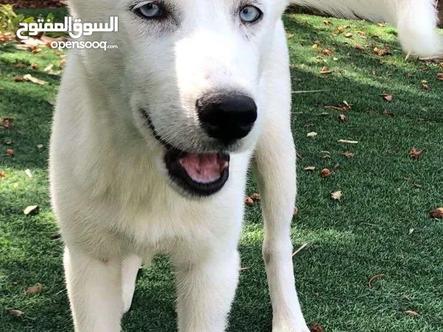 Siberian Husky