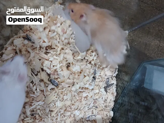 هامستر للبيع بصحة ممتازة.