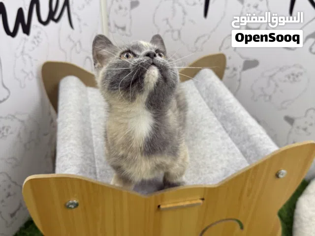 أنثى Munchkin للبيع