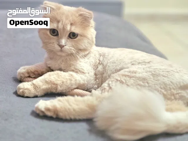 قطة أنثى سكوتش مع باسبور و شريحه