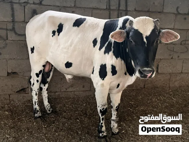 اقره الوصف