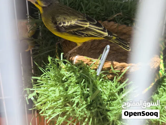انثى كركرينو واتية محضنة ماشاء الله