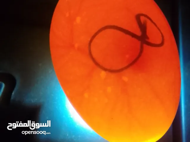 فقاسات طيور