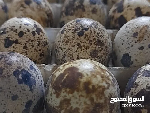 بيض فري طازج يومي