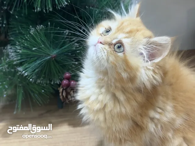 قط هملايا كتن للبيع العمر 3 اشهر