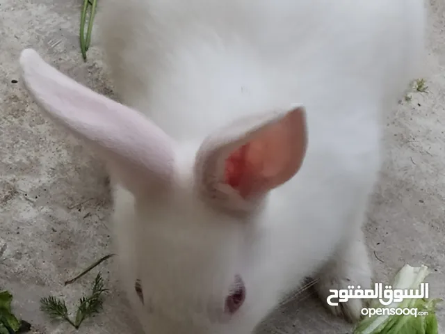 Rabbit ارنب