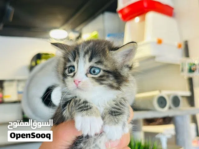بسة شانشيلا للبيع