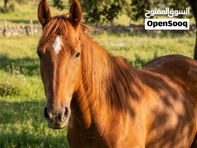 فرس أصيلة بجمال استثنائي ربي يبارك (للبيع)"