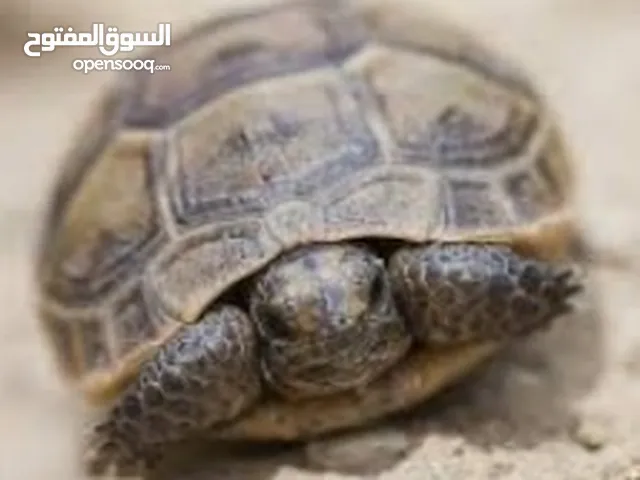 سلاحفه ذكر في صحه وسلامه ما شاء الله بسعر مميز