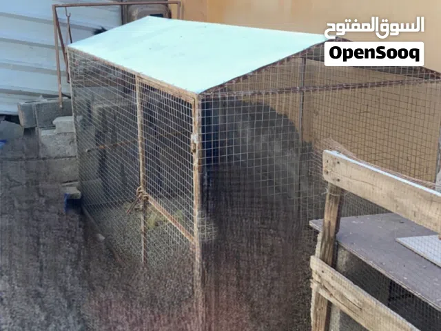 البيع قفص طيور