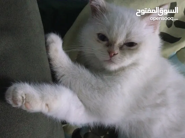قطط شانشيلا للبيع وبسعر مناسب